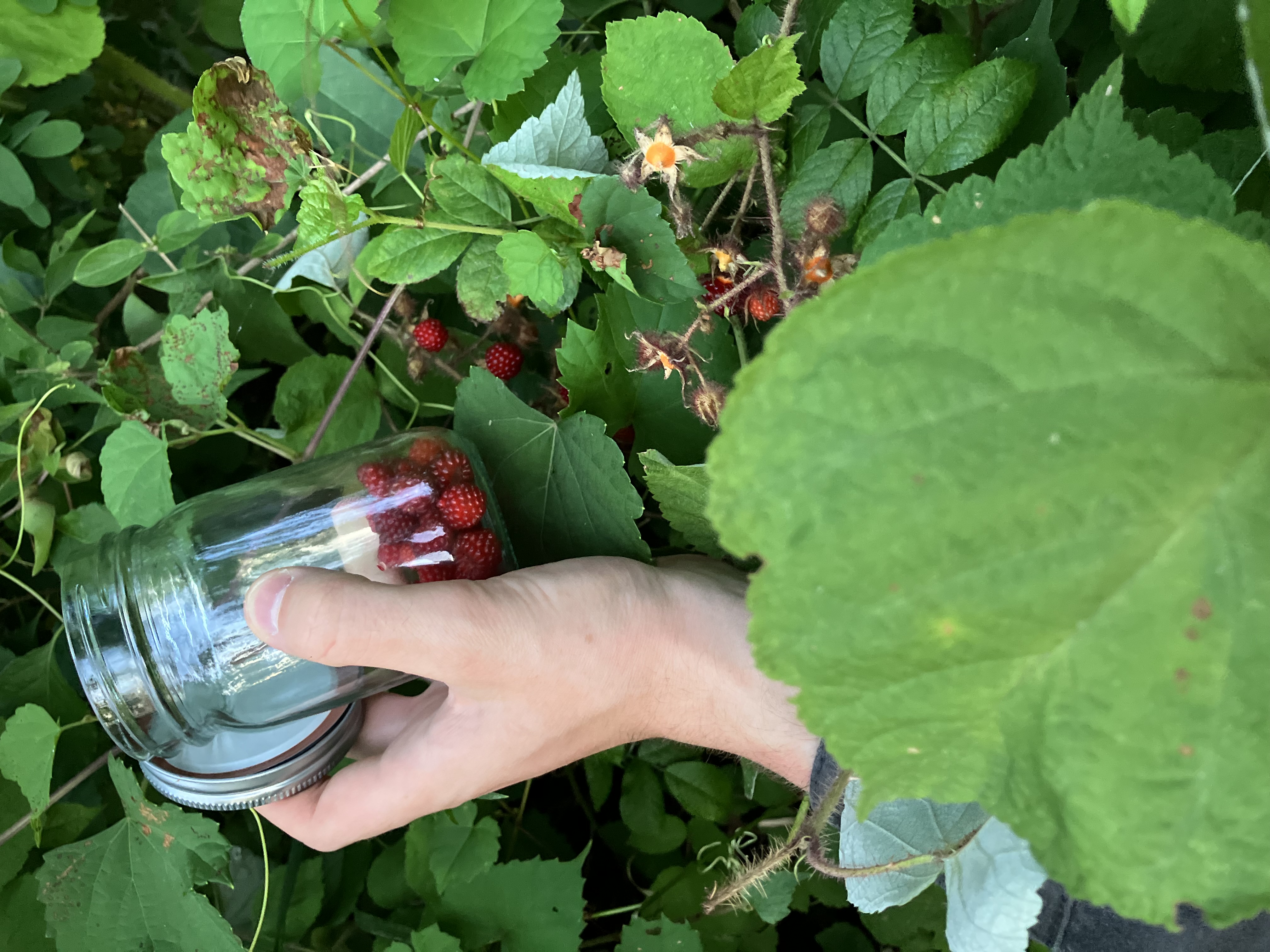 Wineberries