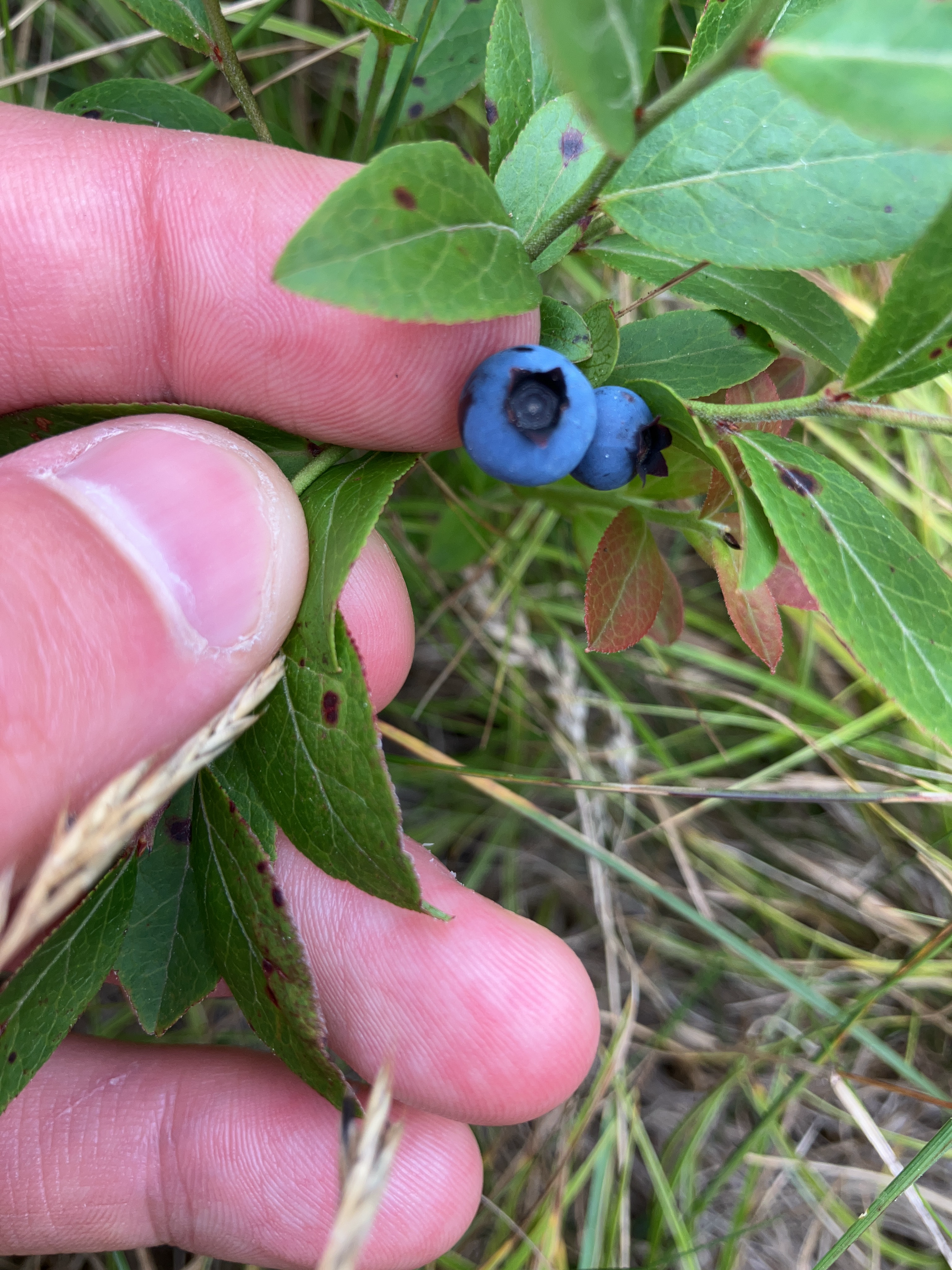 Lowbush Blueberry