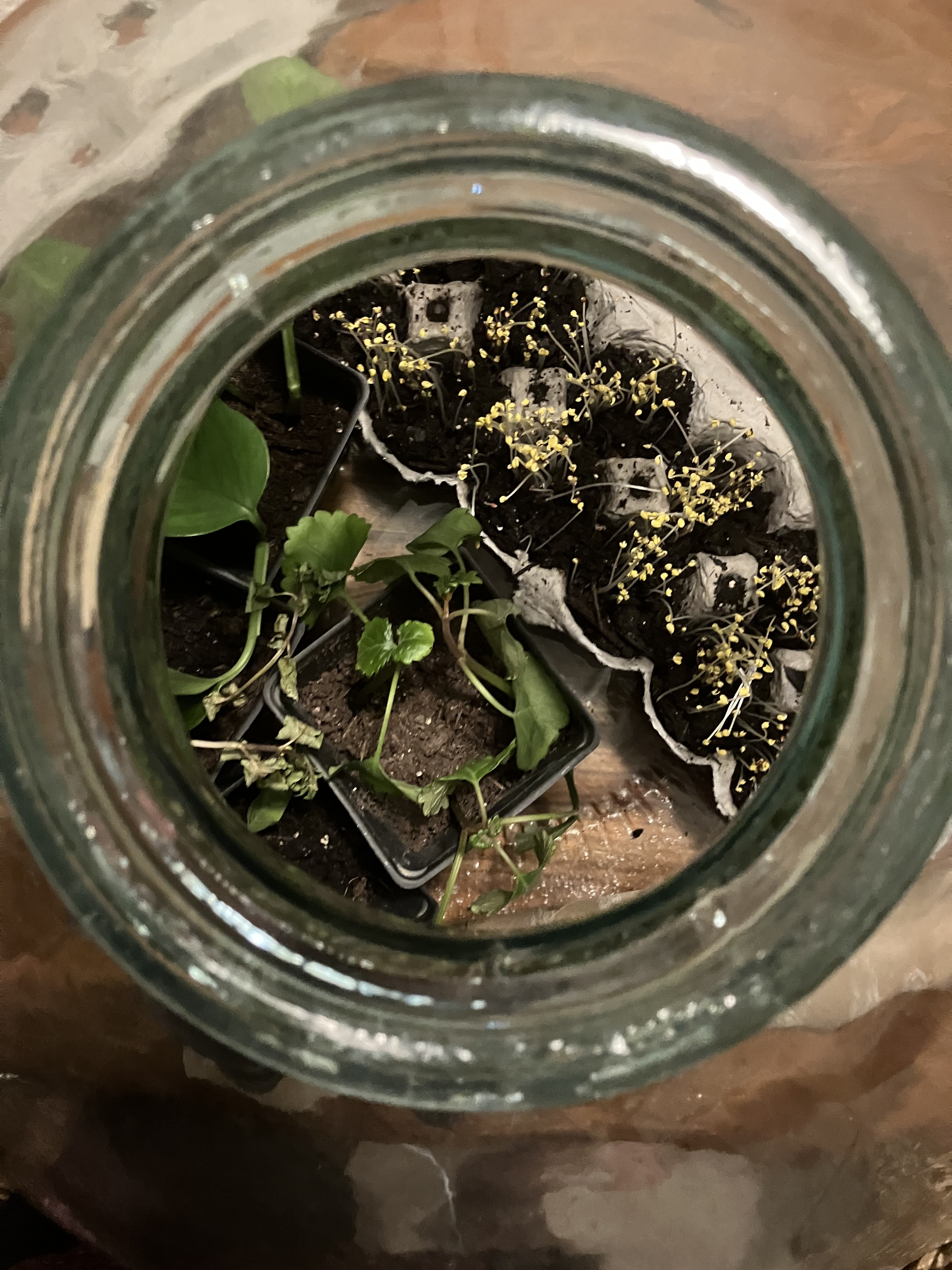 Miscl. plants in a terrarium